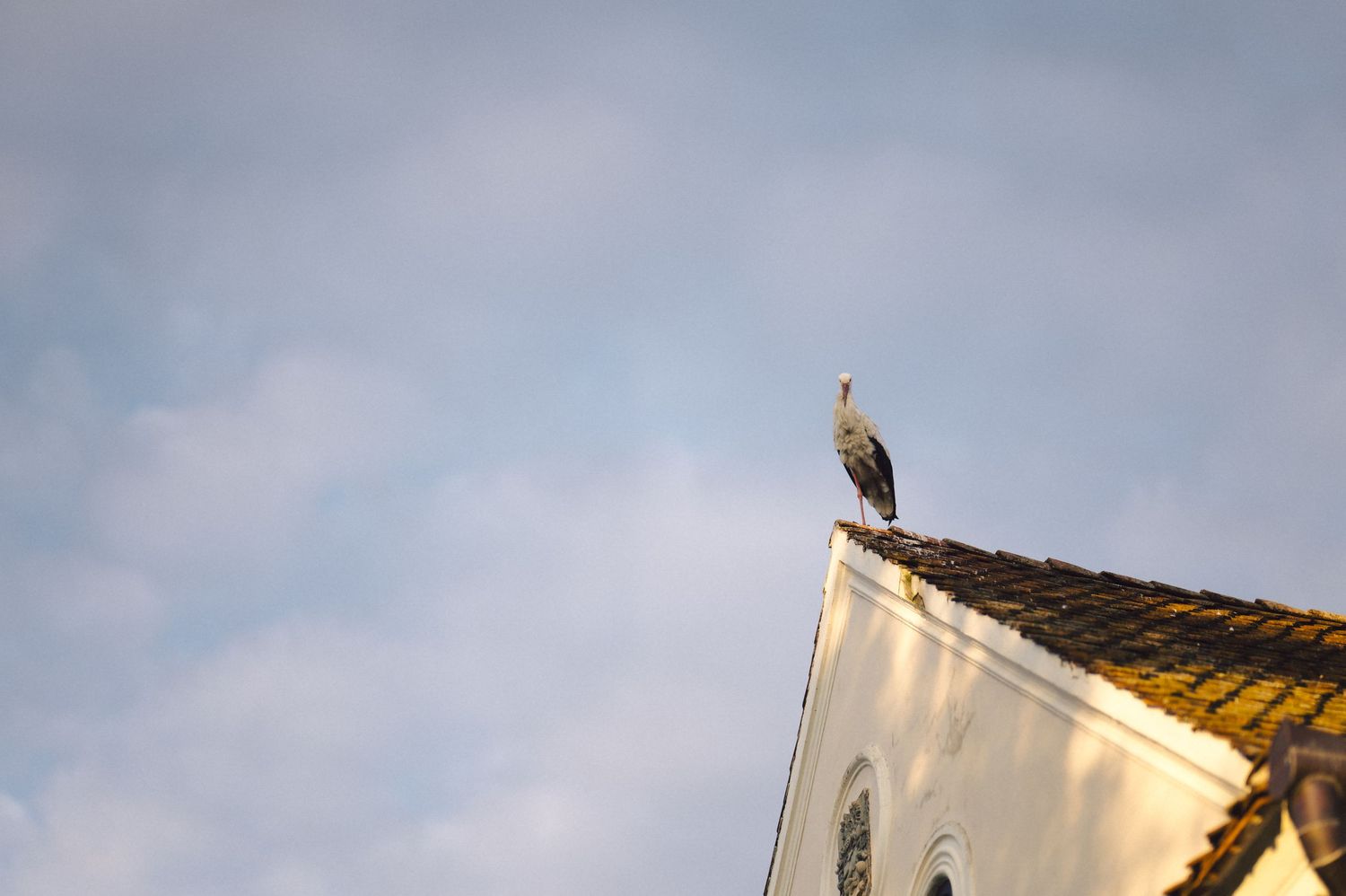 A cormorant bird perches on the peaked rooftop of a white church building against a cloudy sky.
