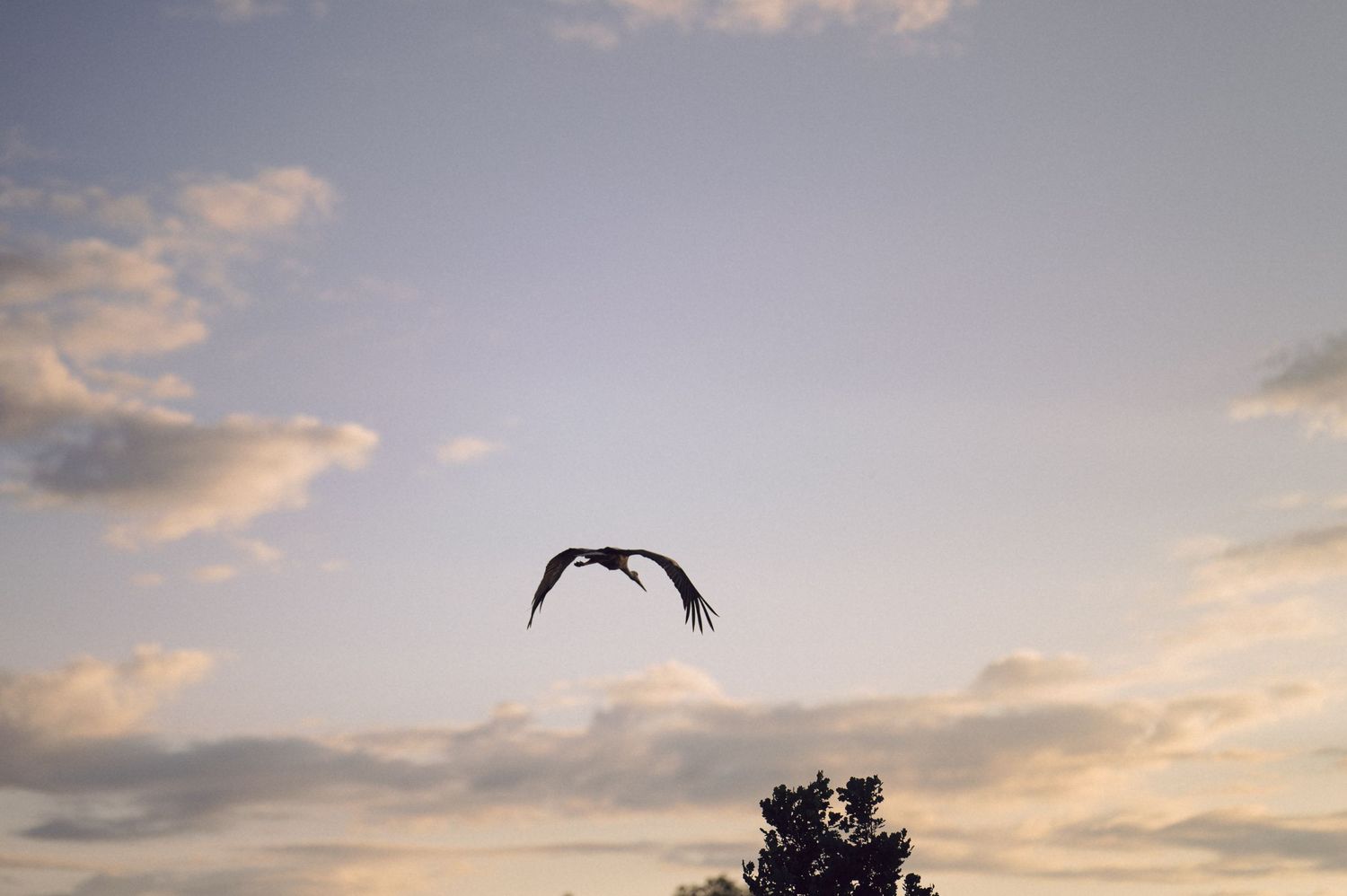 A silhouetted bird soars through a dreamy sunset sky with soft clouds and dark tree silhouettes below.
