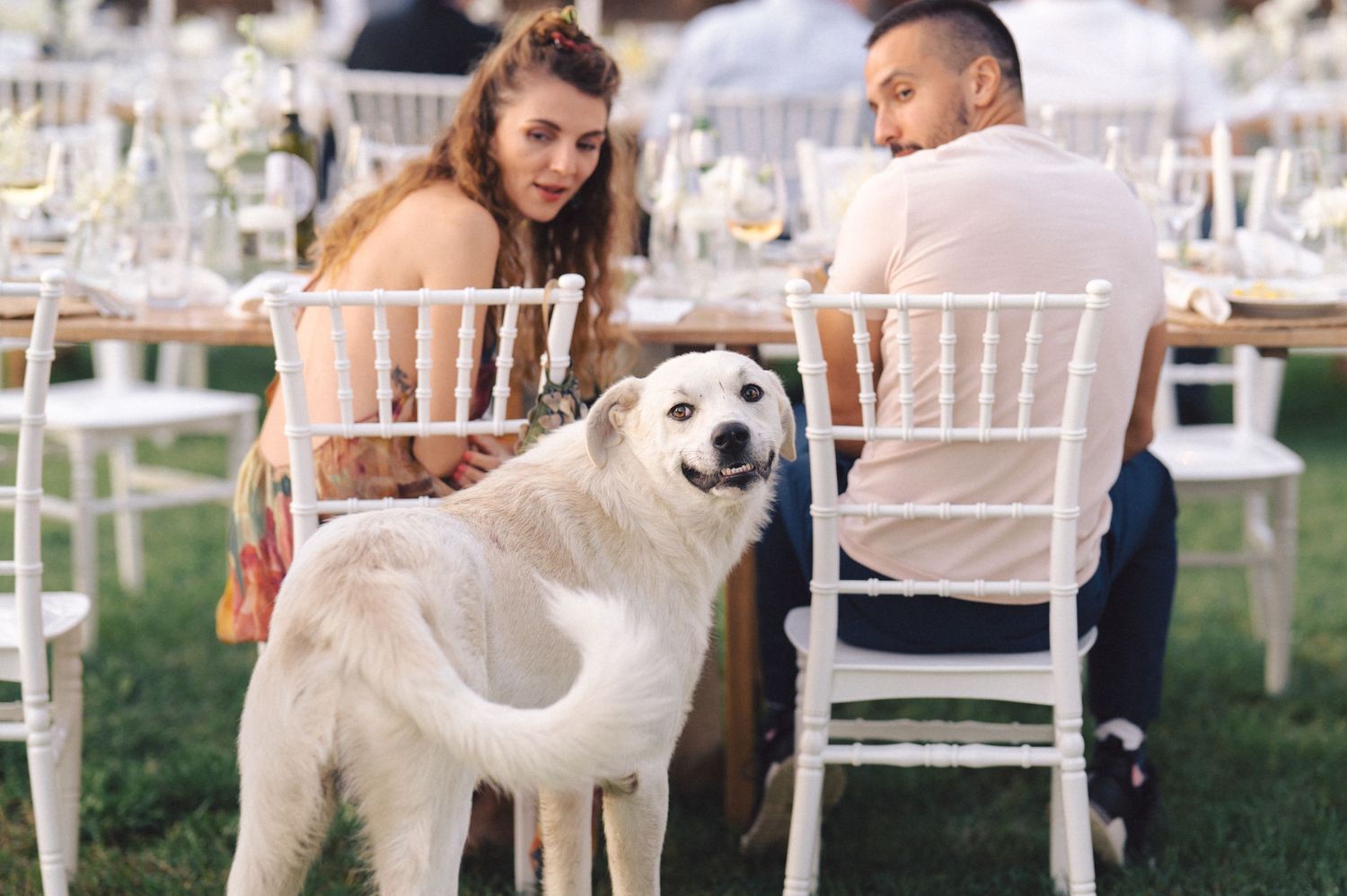 A friendly white dog visits guests seated at an elegant outdoor wedding reception.