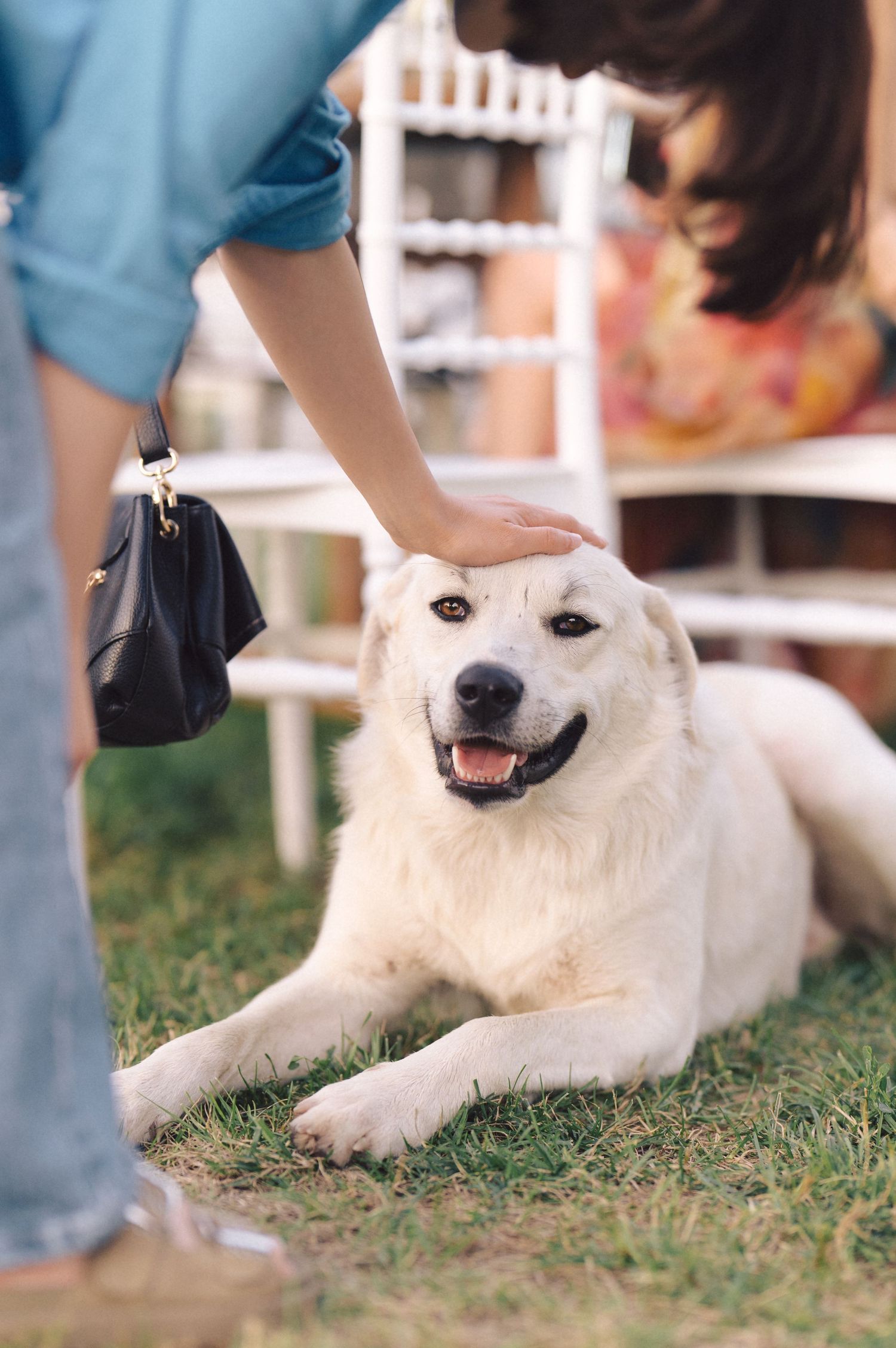 A happy white dog lying on grass receives a gentle pat while showing a content smile at an outdoor gathering.