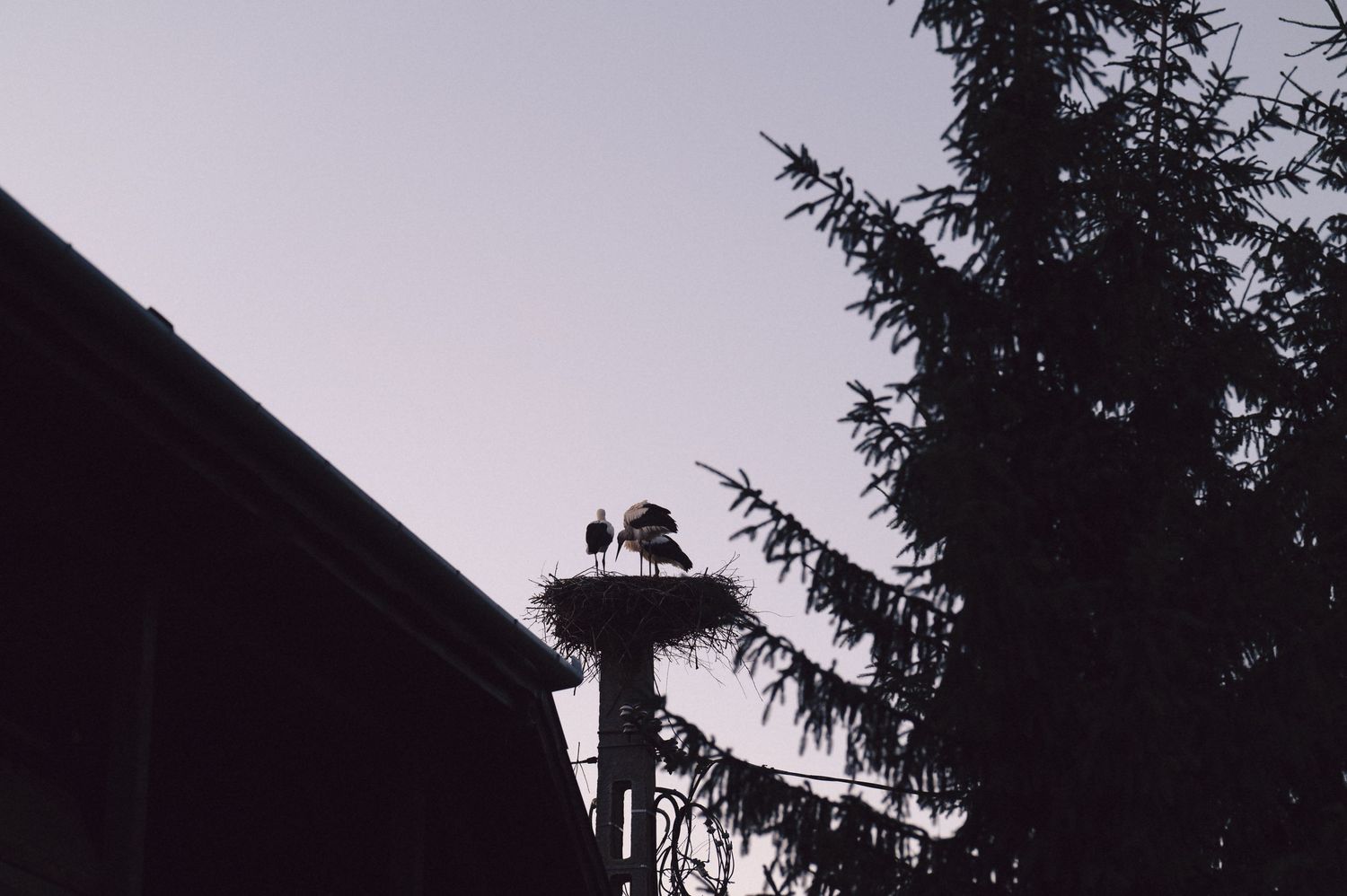 Silhouetted trees and mountain ridges create a dramatic layered skyline against a dark evening sky.