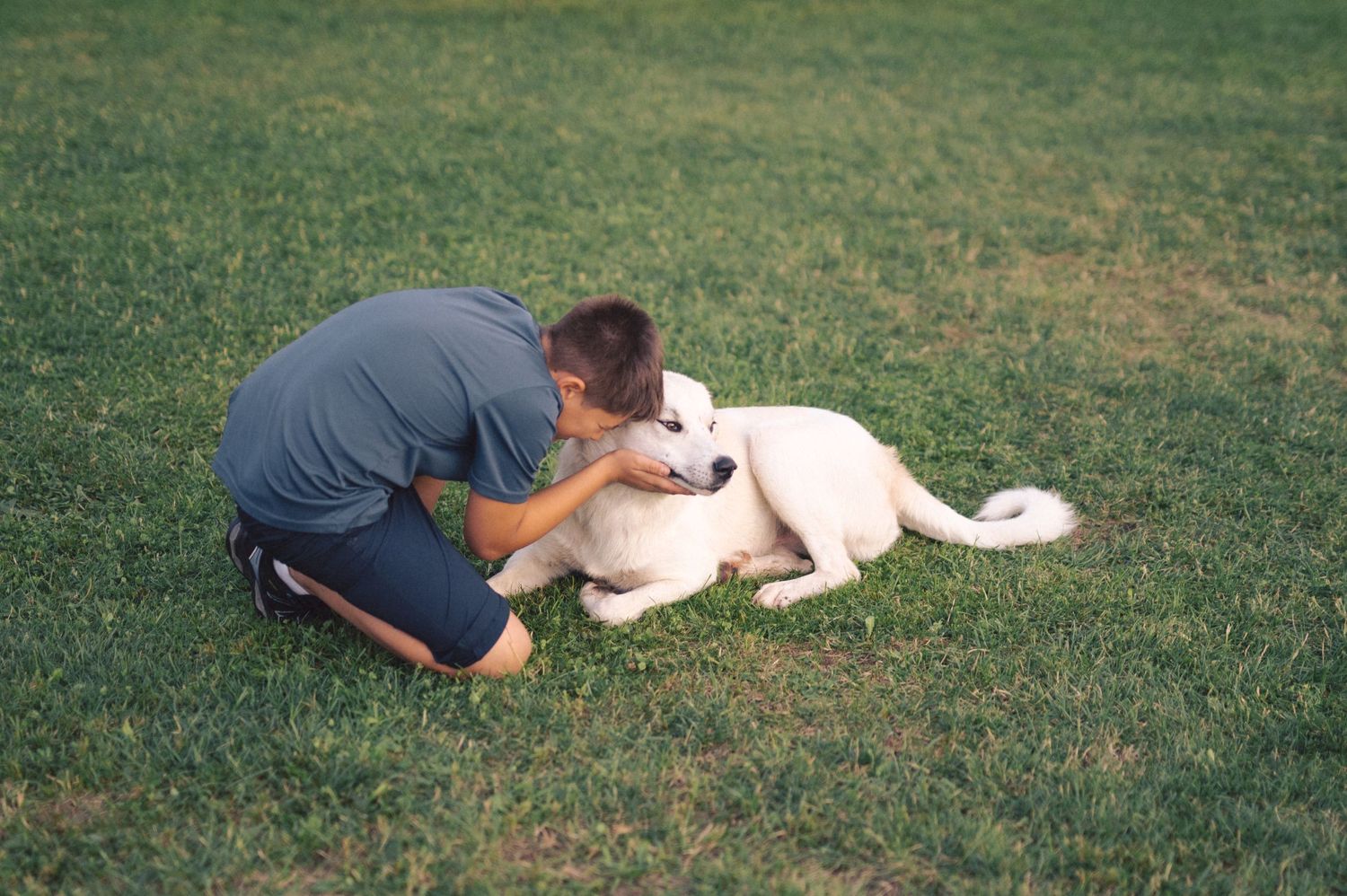 A person in blue shorts kneels down to pet a white dog lying in the grass during a sunny day.