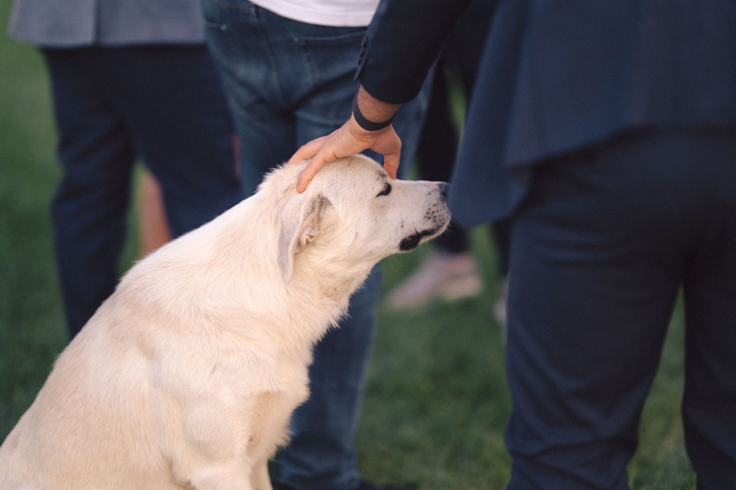 A yellow Labrador retriever enjoys being petted while sitting on green grass outdoors.