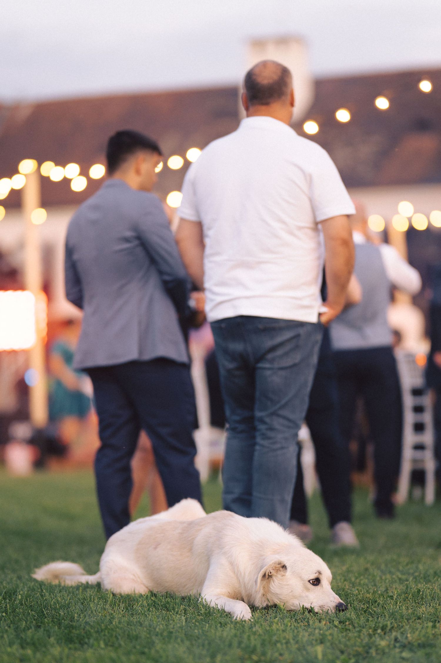 A white dog lies on grass while party guests stand in the background with twinkling lights and festivities.