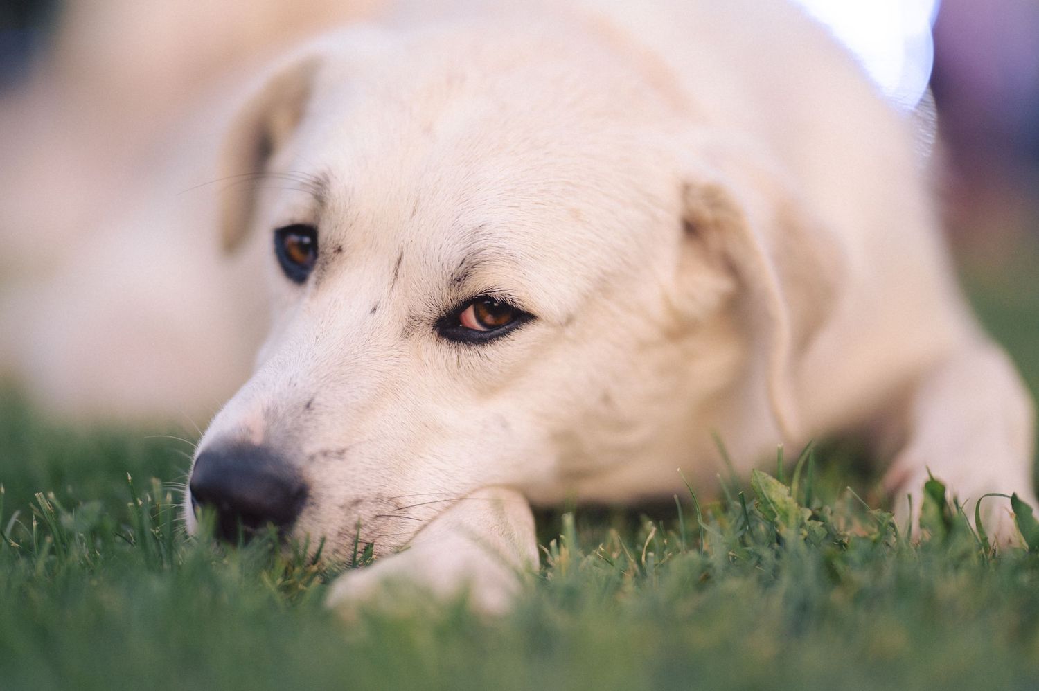 White puppy with soulful eyes resting on green grass in soft focus portrait.