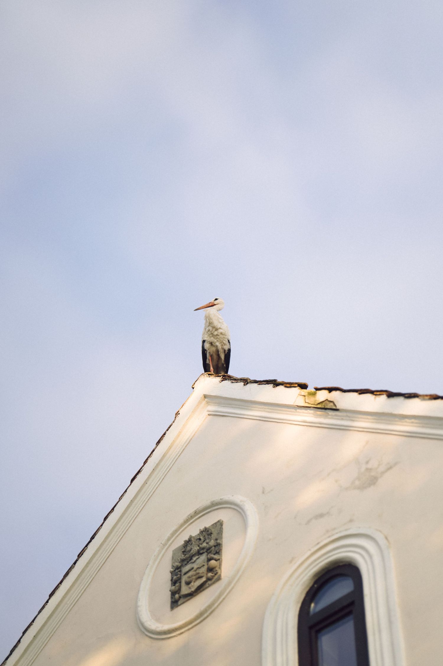 A seagull perches atop the ornate white facade of a classical style building against a pale blue sky.