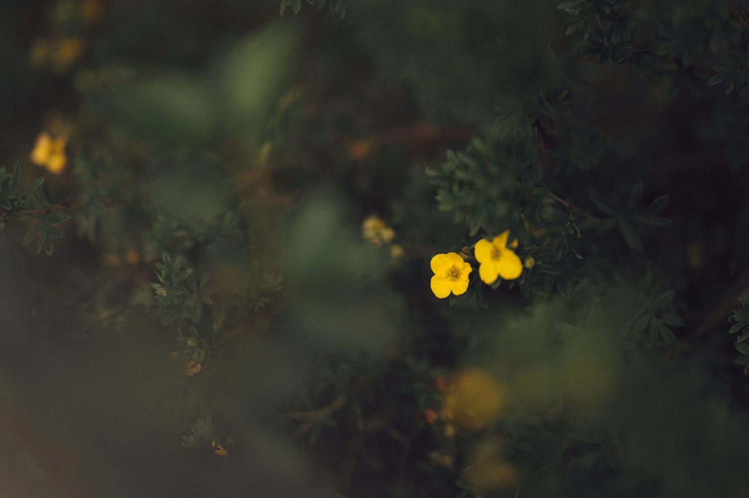 Yellow flowers blooming against a dark blurred background create a striking natural contrast in a garden setting.