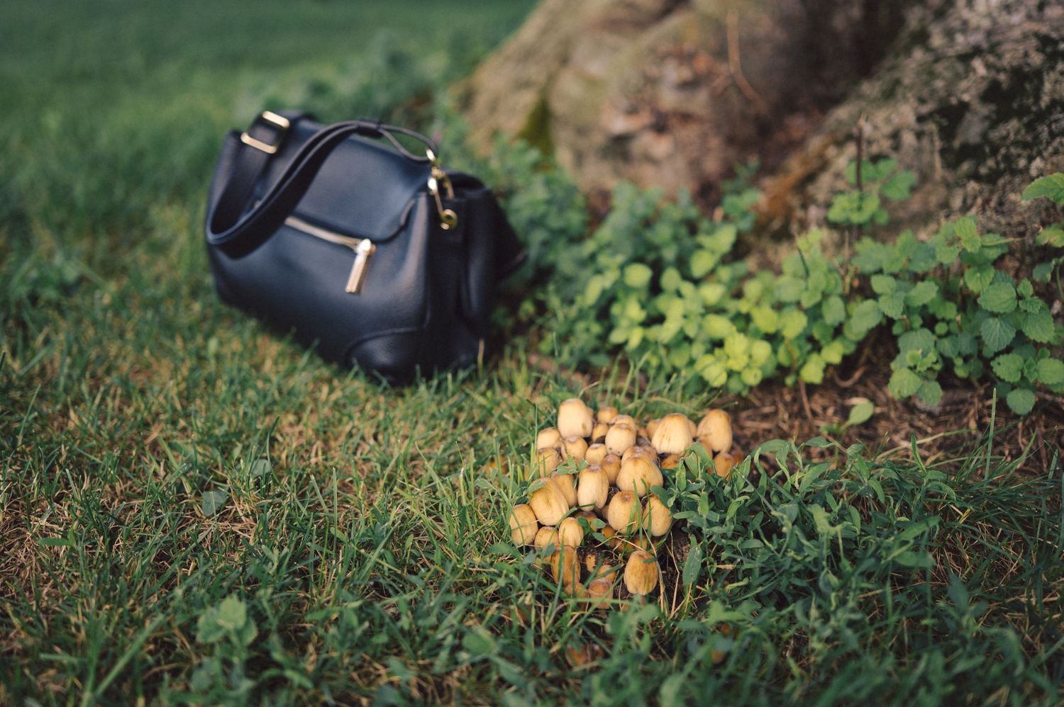Close up of freshly harvested morel mushrooms resting on green grass and moss in a forest setting.