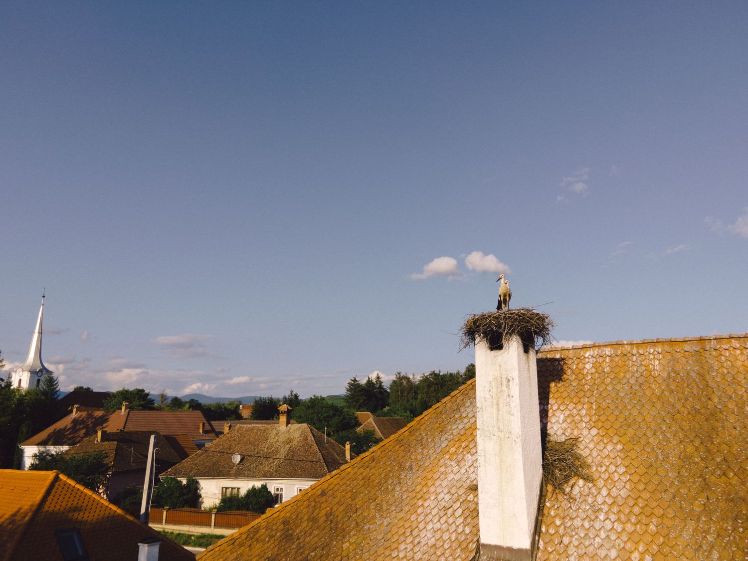 White stork nests perched atop traditional rooftops in a European village with church spires visible in the background.