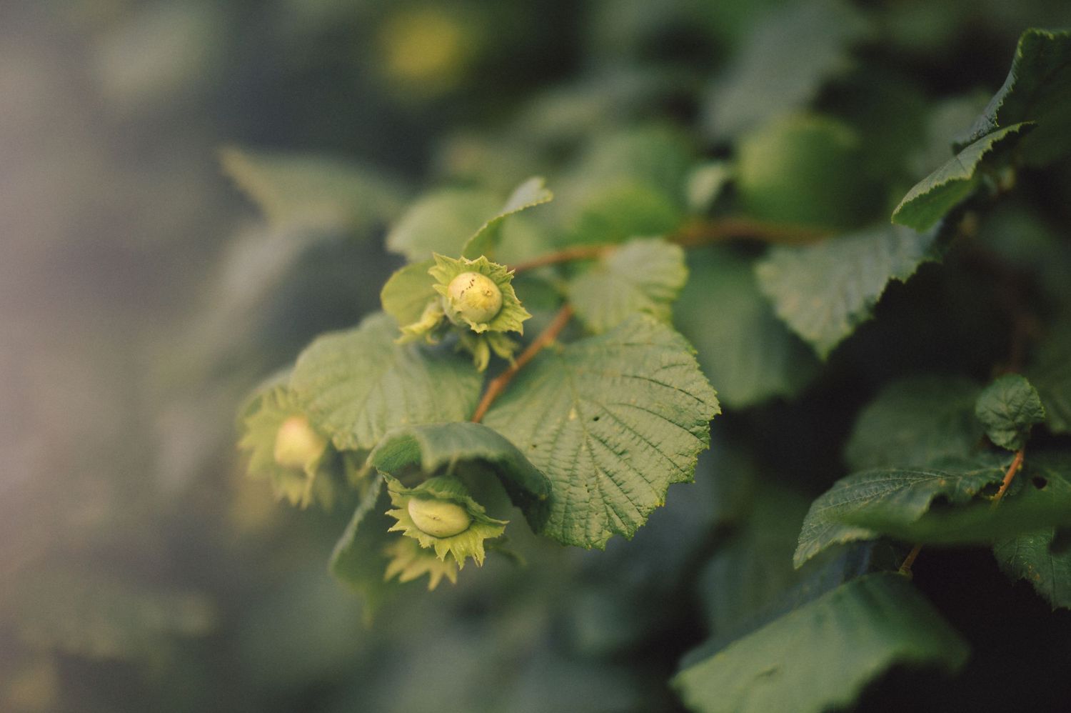 Yellow hazelnuts growing on green leafy branches in soft natural lighting.