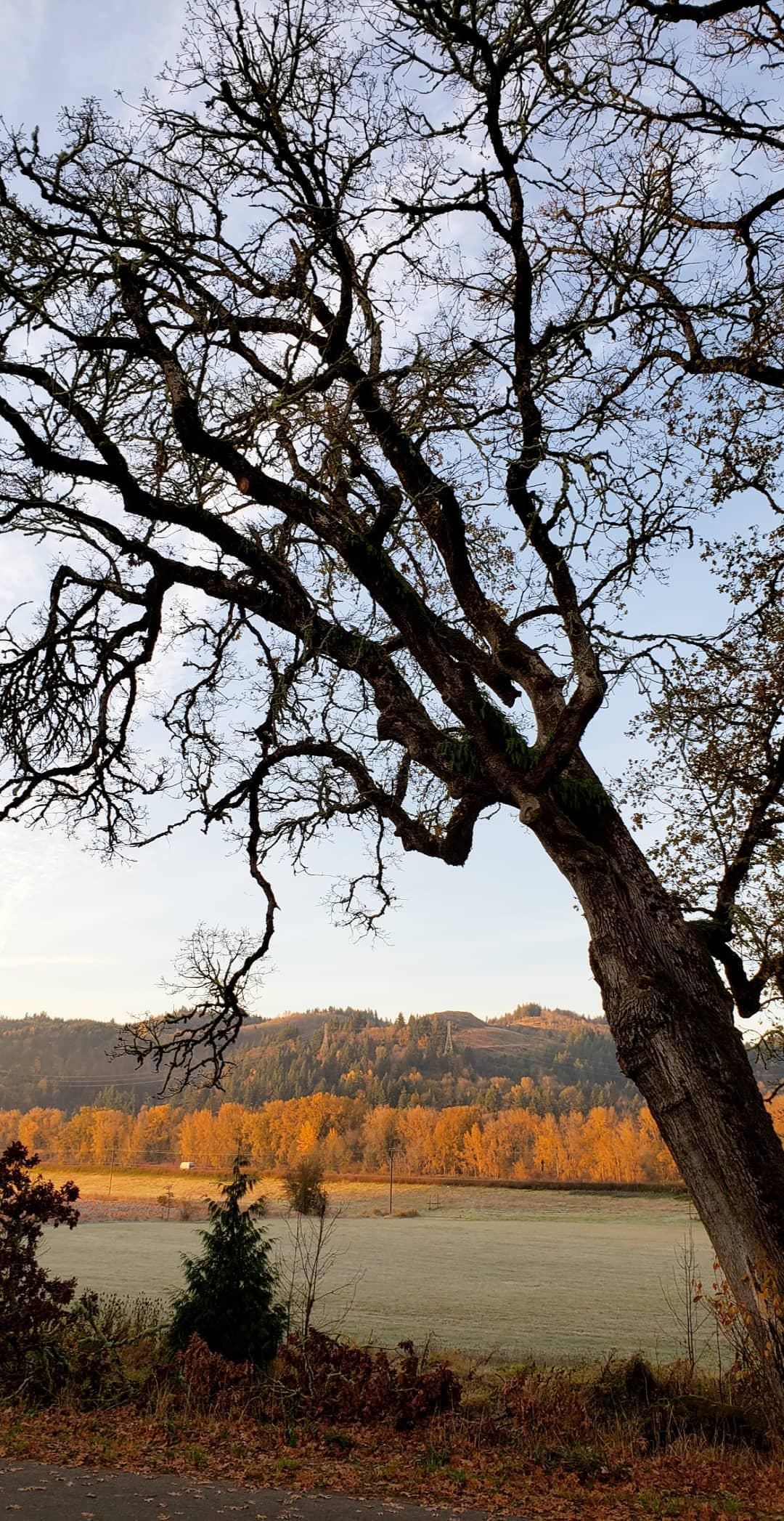 Large tree framing autumn-colored fields in the Pacific Northwest countryside