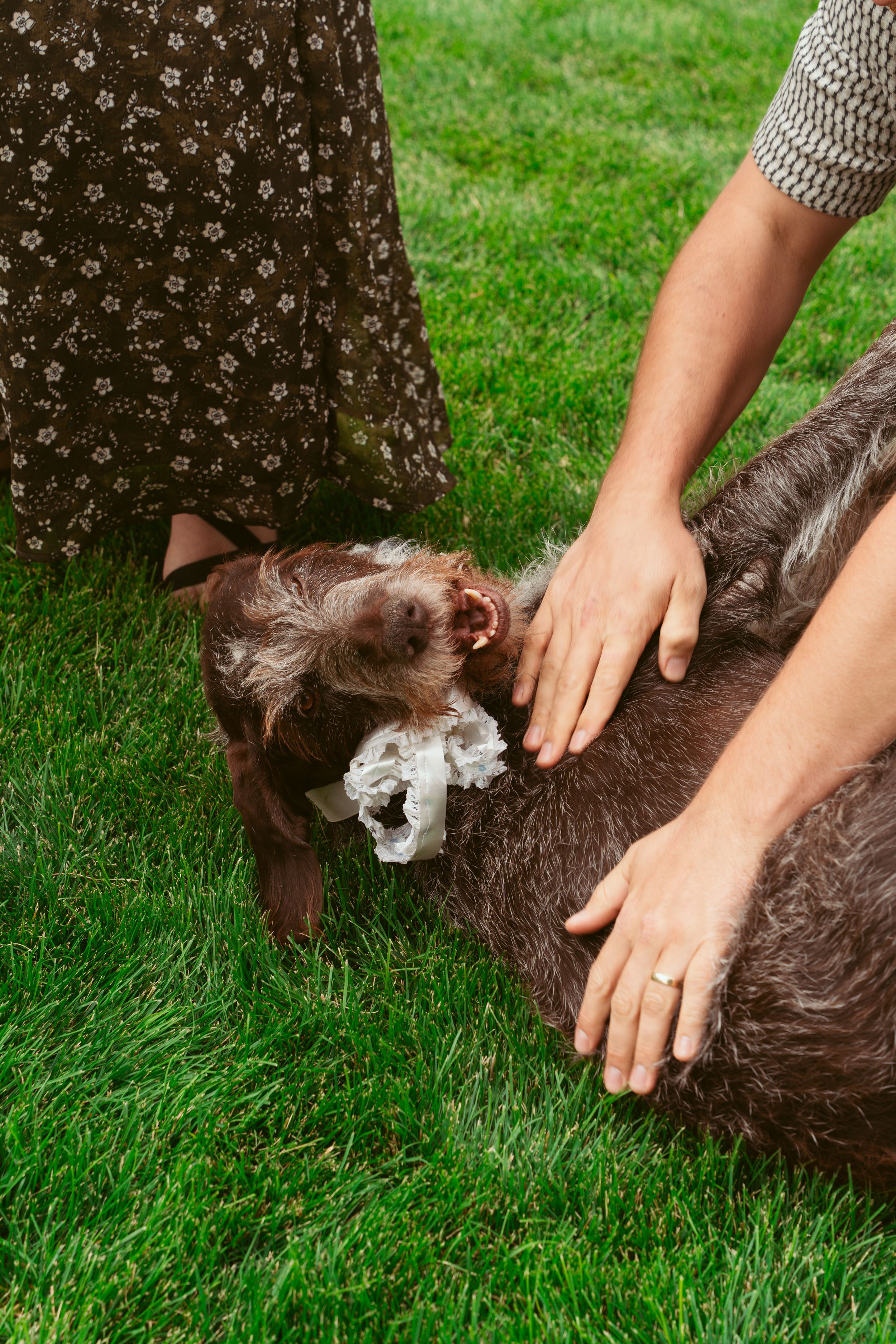 Close up of hands petting a happy dog lying in the grass at an outdoor event.