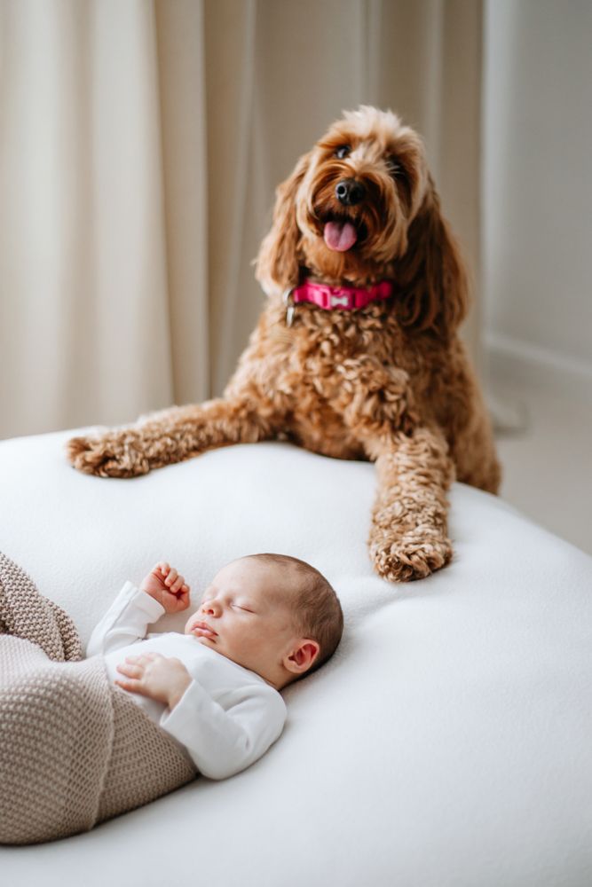 A Goldendoodle dog with curly brown fur wearing a red collar lies protectively next to a sleeping baby on white bedding.