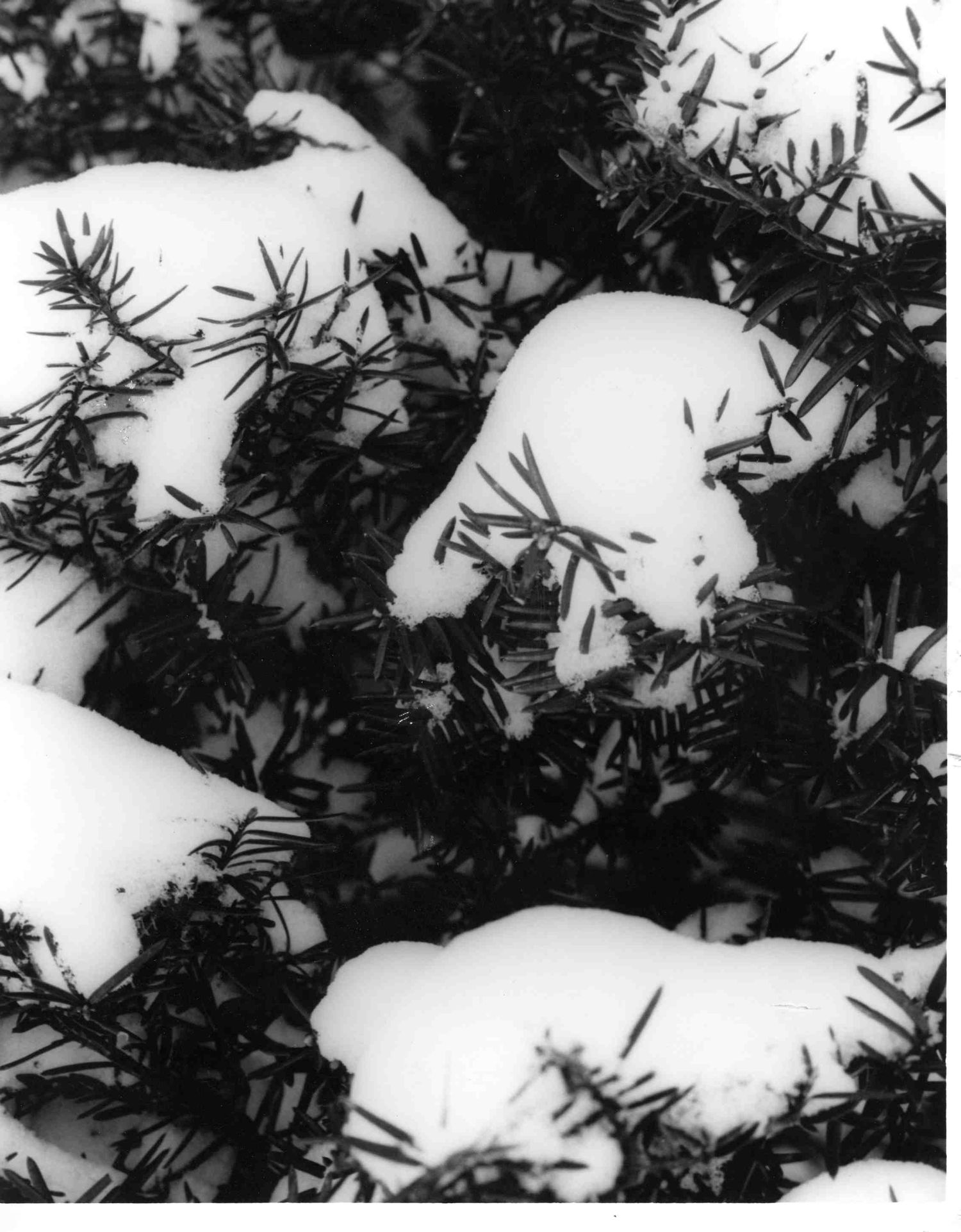Snow covered evergreen branches create a stark contrast in black and white winter landscape photography.