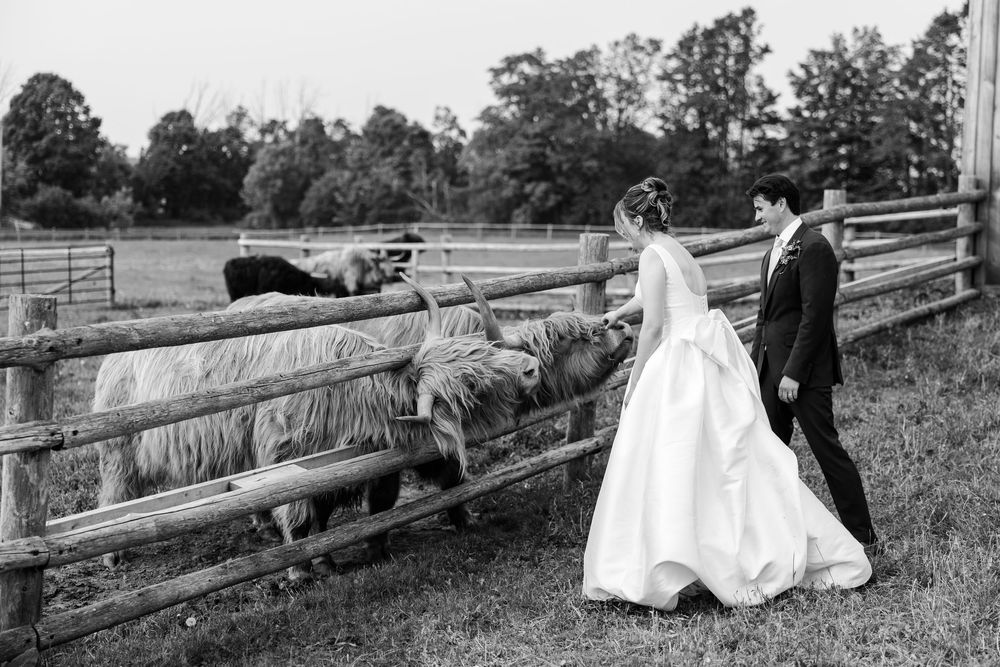 A couple in formal wedding attire stands near a rustic wooden fence viewing sheep in a pastoral farm setting.