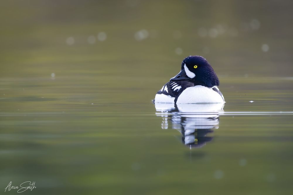 Barrow's Goldeneye