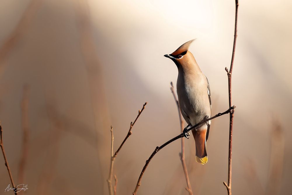 Bohemian Waxwing