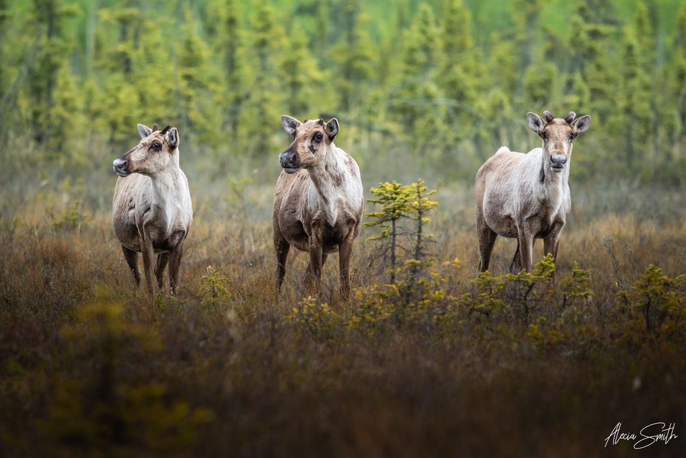 Caribou Cows