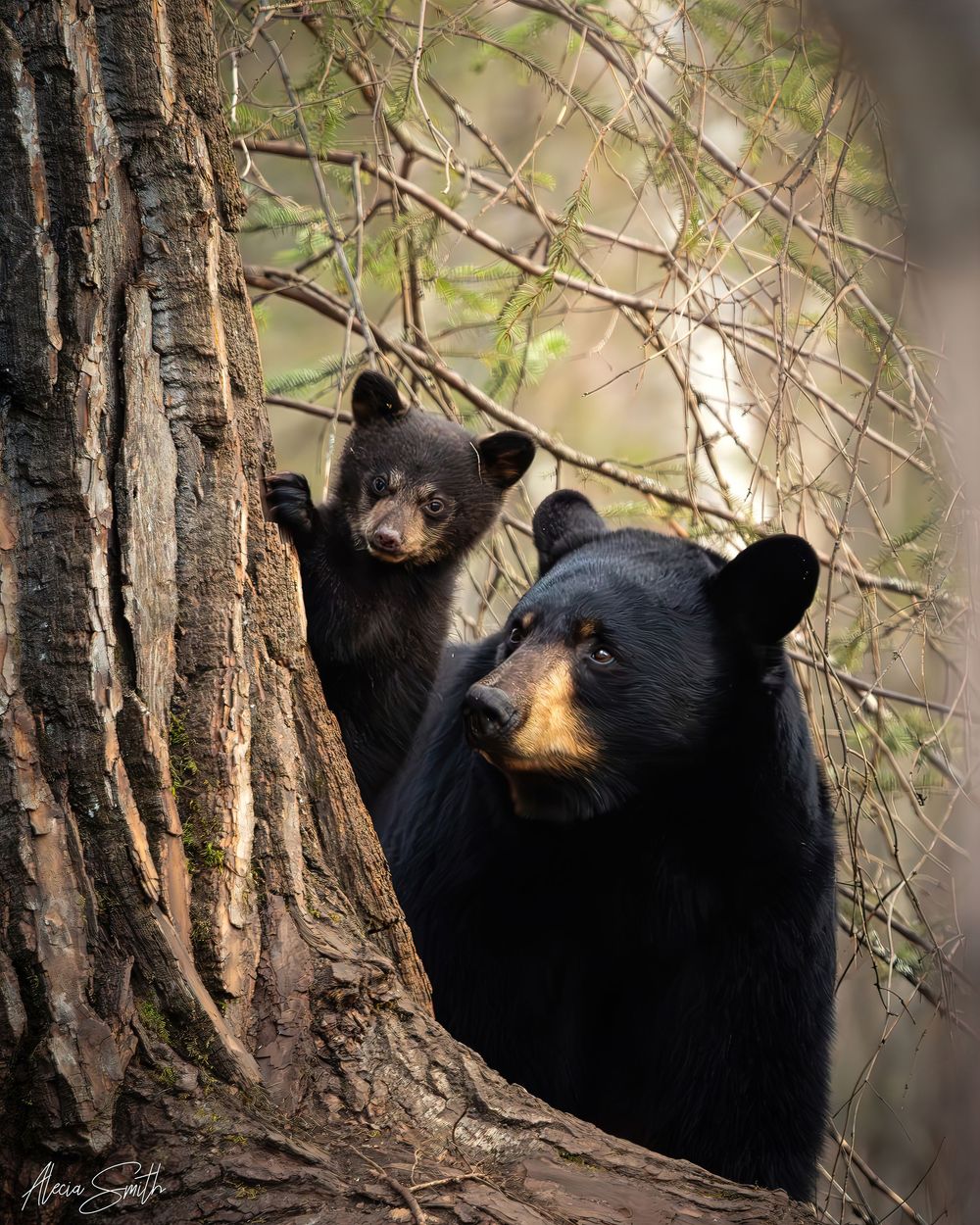 Black Bear sow and cub