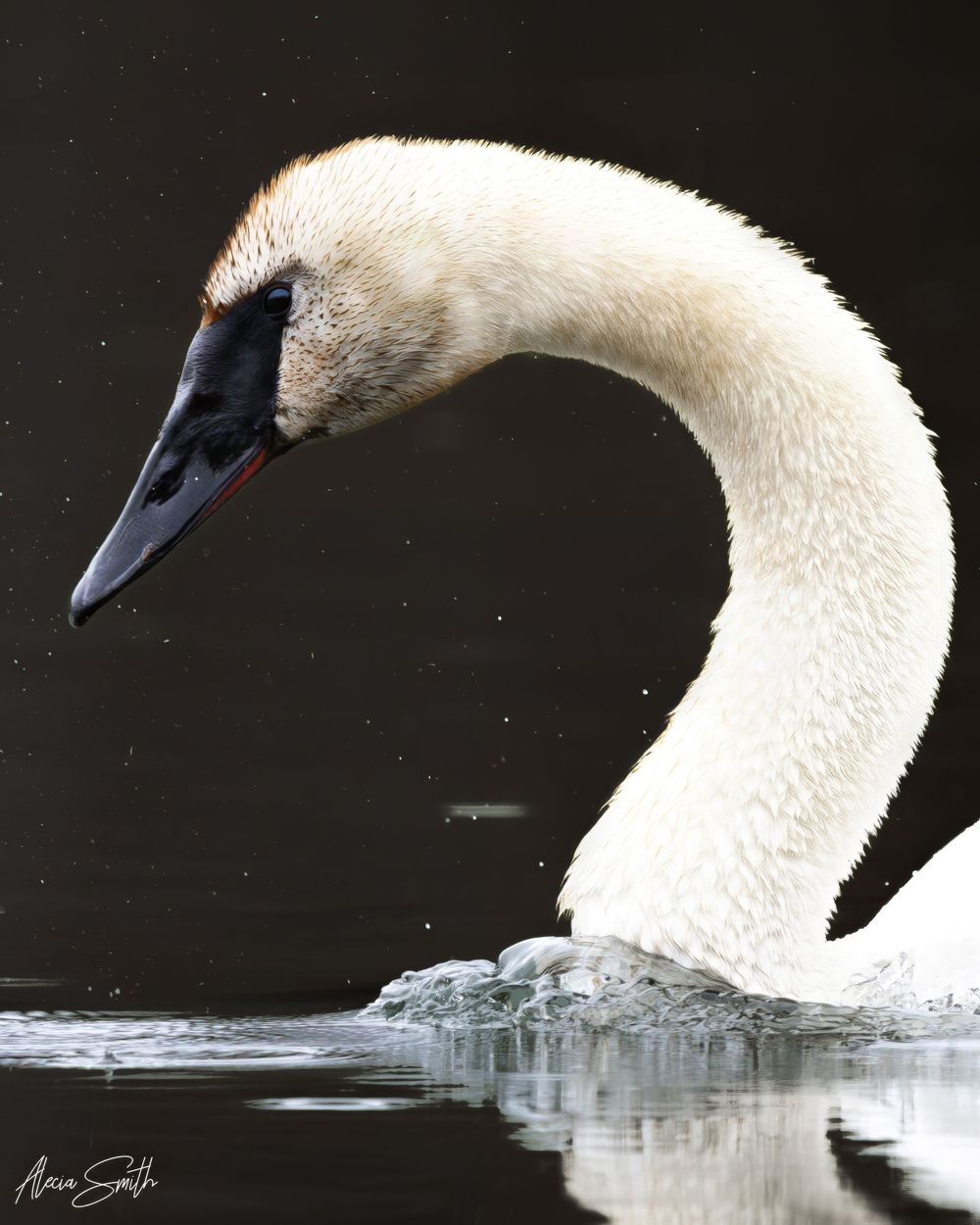Trumpeter Swan
