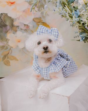 White fluffy dog in blue gingham dress with matching bow against floral background.