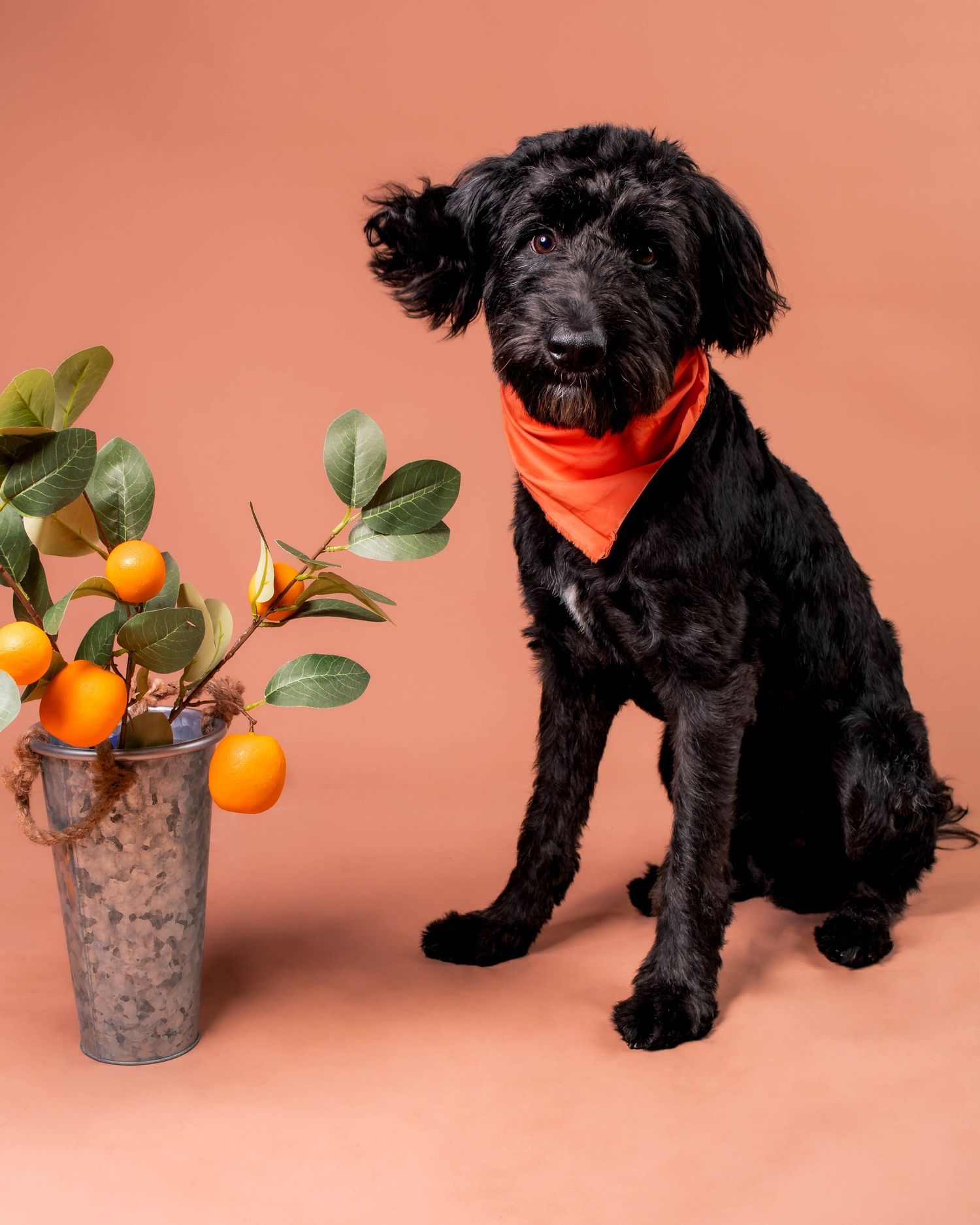 A black Goldendoodle dog wearing an orange bandana sits next to kumquats in a vase against a peach backdrop.