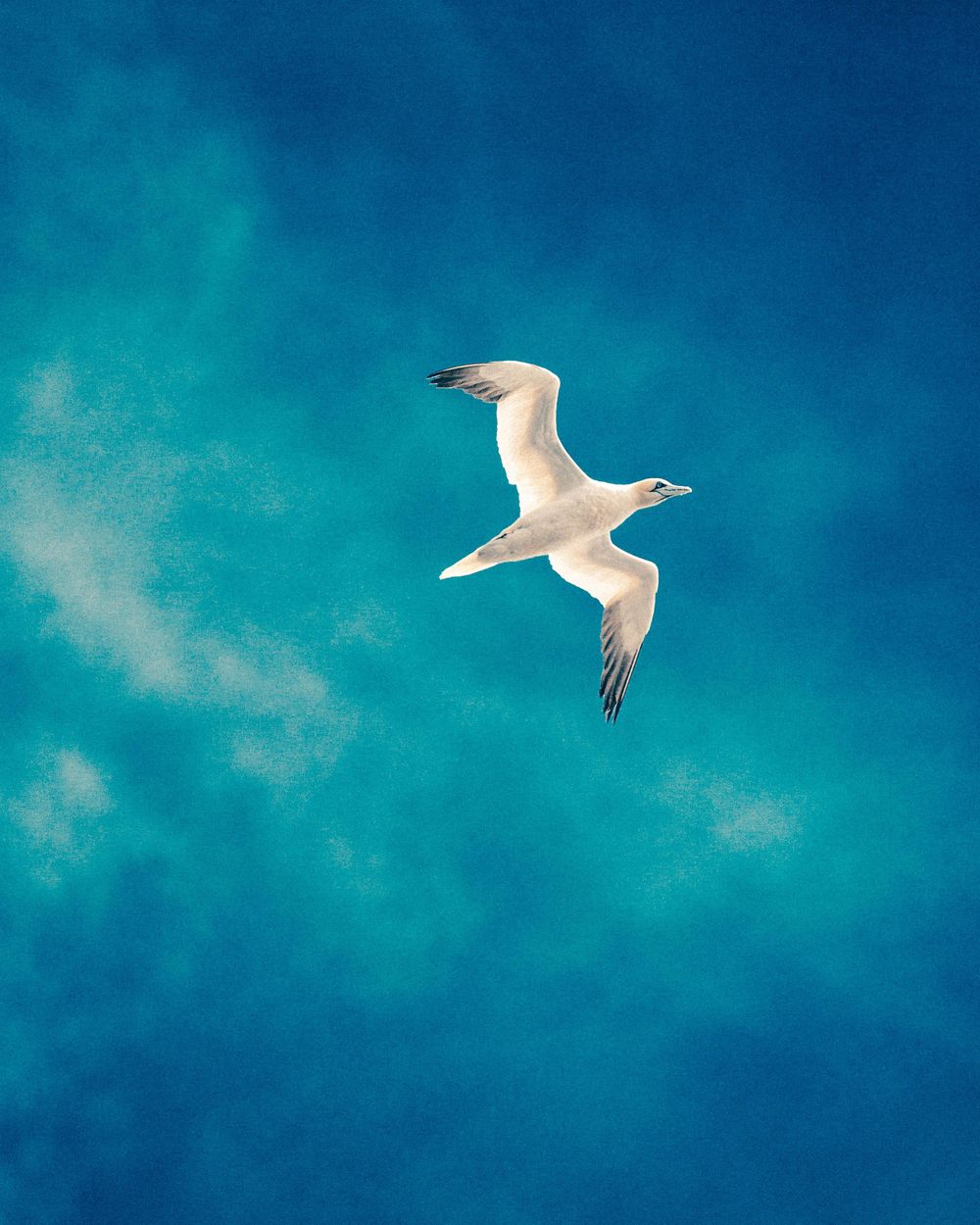 Four seagulls soaring across a tranquil turquoise sky with soft wispy clouds in the background.