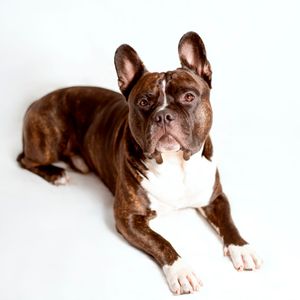 French bulldog mix with white background in home photoshoot in Rouse hill for supporting a rescue