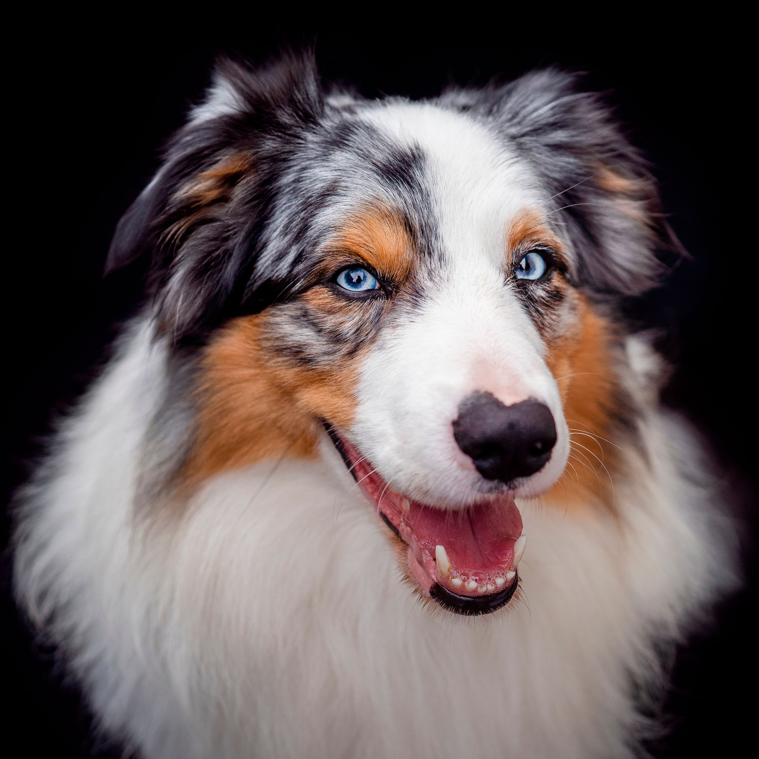 border collie black background in home studio session in Rouse Hill