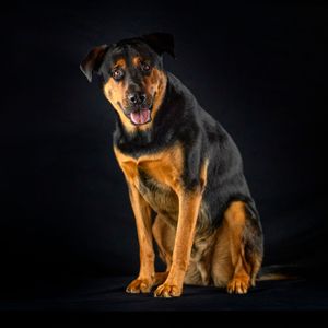 Rescued dog photoshoot in an in home photo studio in rouse hill