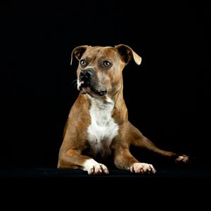 In home photoshoot with to support a rescue in Rouse hill