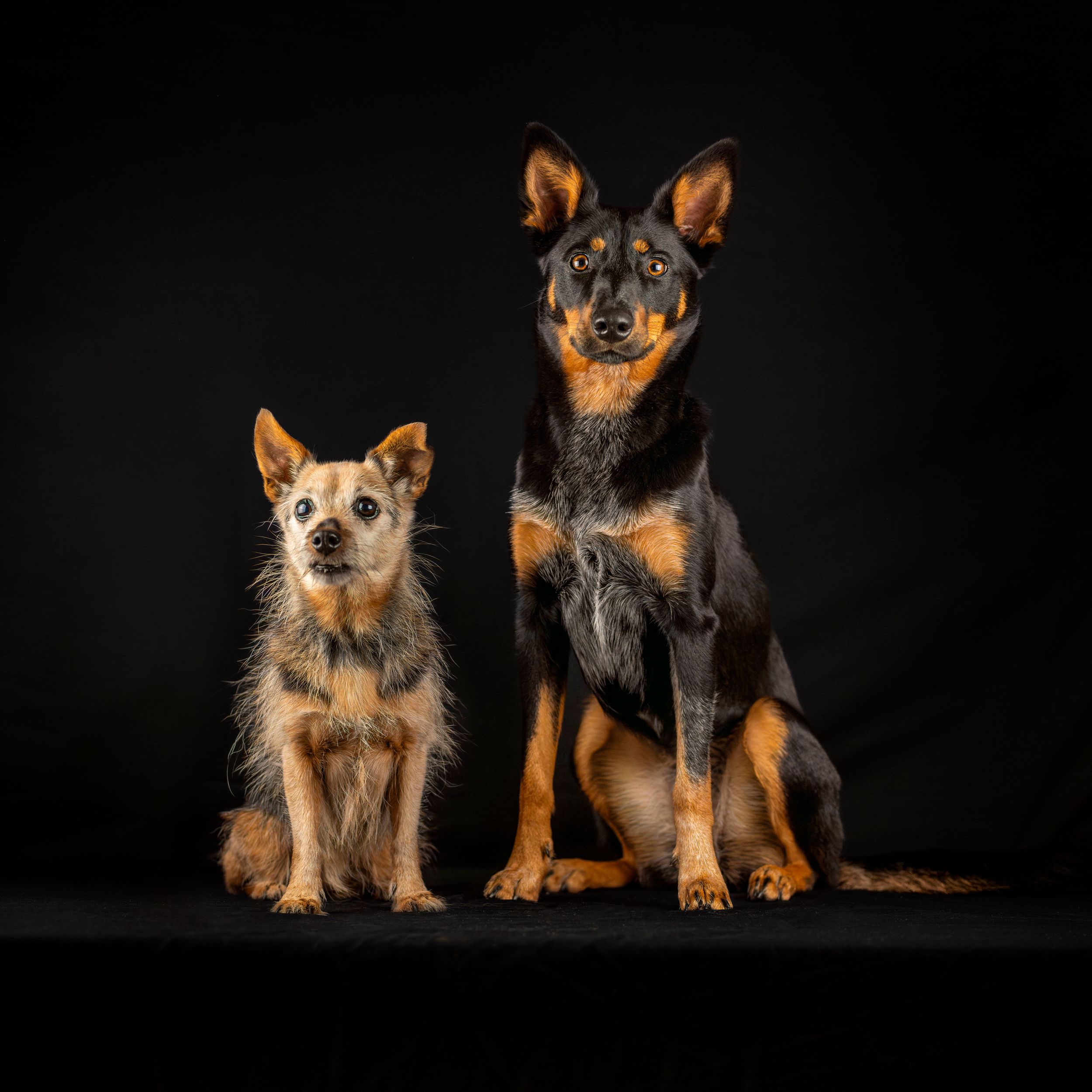 rescue dogs photoshoot for supporting a rescue in Rouse hill