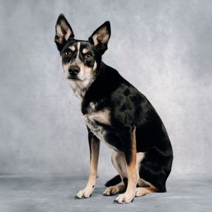 Kelpi and blue kattle dog photoshoot in home studio in Rouse hill for supporting a rescue