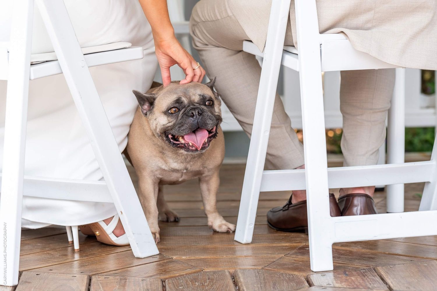 Happy pug dog sits under white chairs on wooden floor at event or gathering.