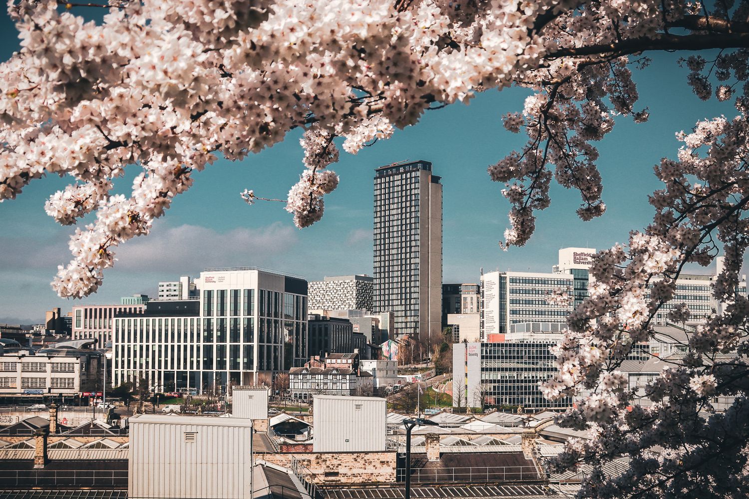 Sheffield from Park Hill. High-rise buildings framed by pink spring blossom against a bright blue sky.