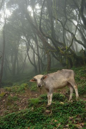 Light-colored donkey foraging in a mystical foggy forest setting.