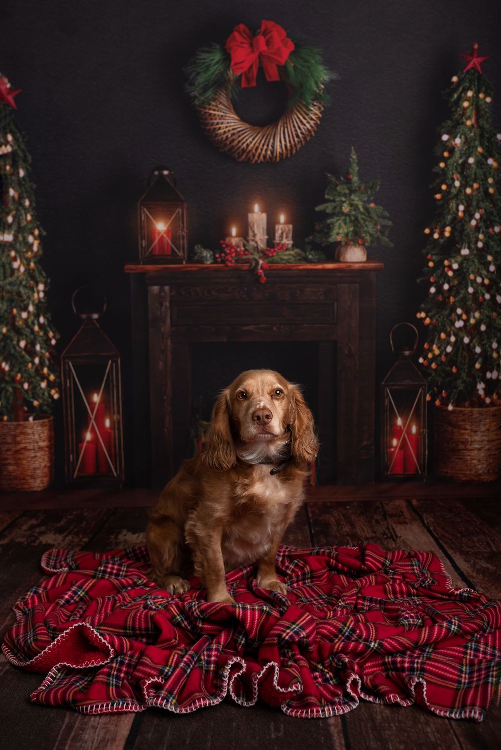 Dog pose on a red plaid blanket with Christmas trees and decorations in a cozy holiday setting.