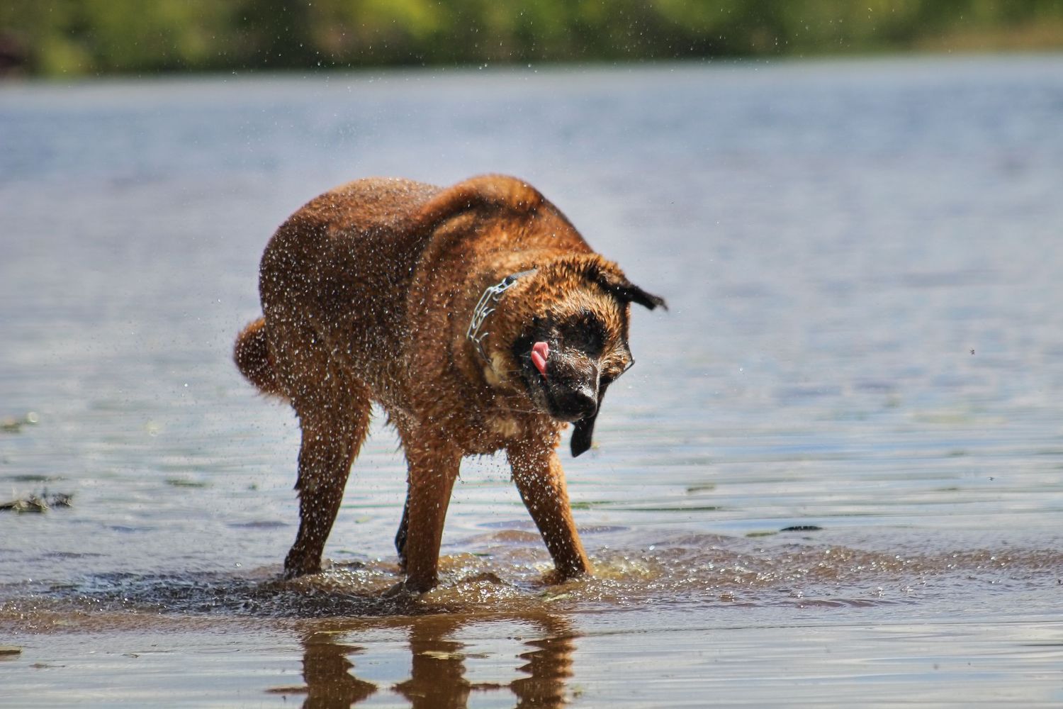 Wet brown dog shaking off water while standing in a shallow lake outdoors.