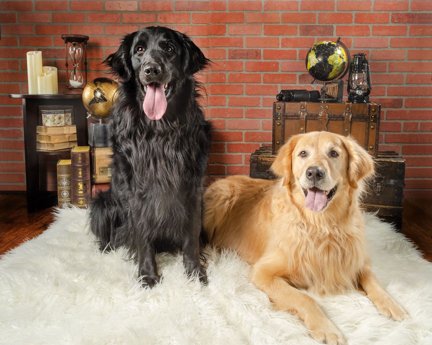 Two large dogs, one black and one golden, sitting together on a white rug with vintage decor behind them.