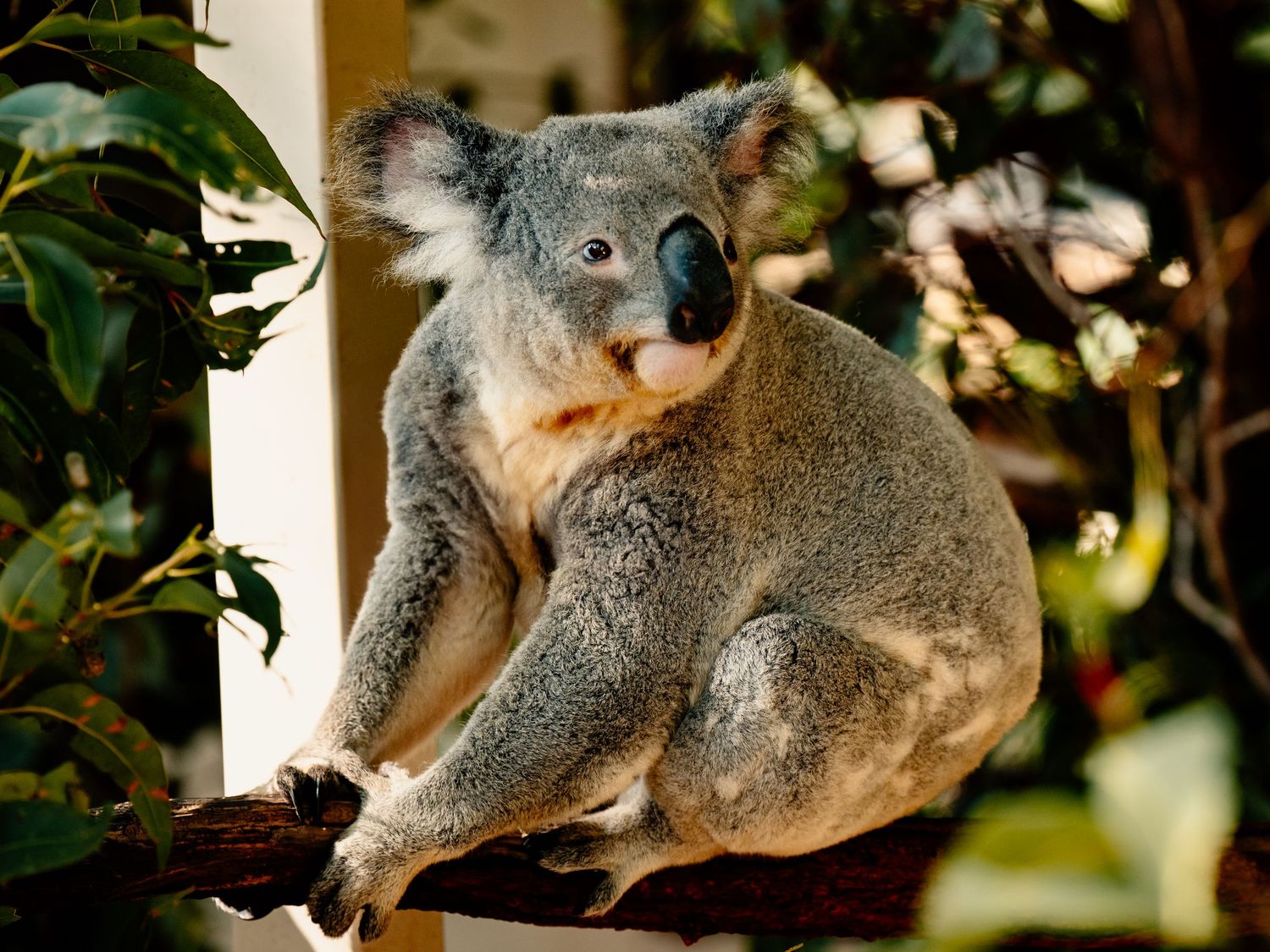 Koala bears lounging and climbing on tree branches.