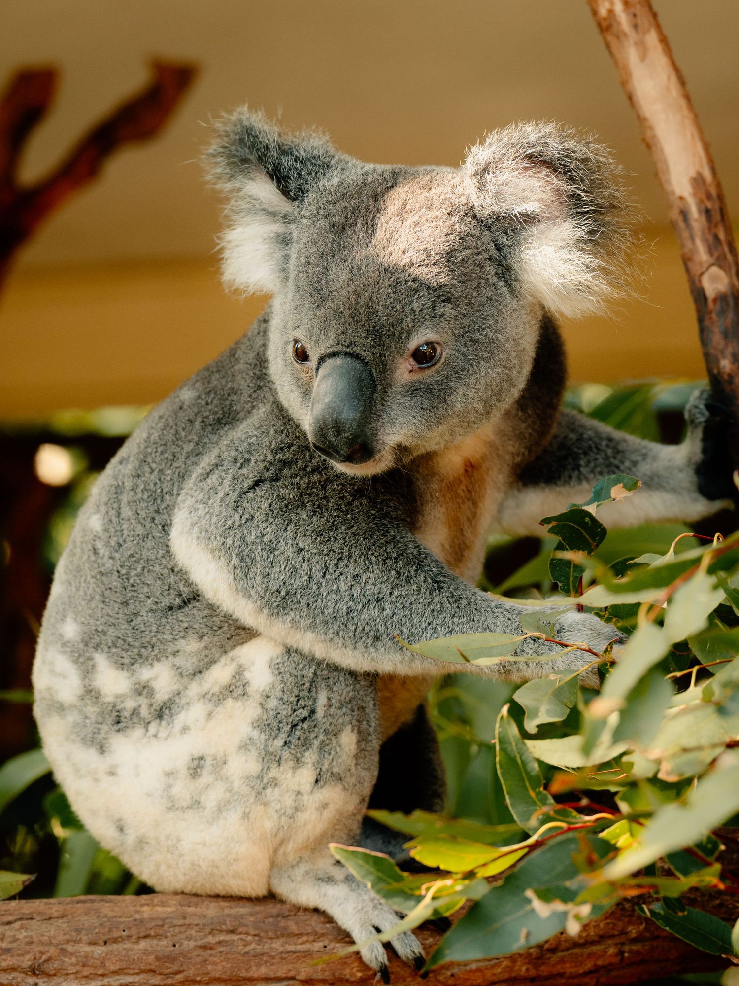 Close-up shots of a koala bear eating eucalyptus leaves.