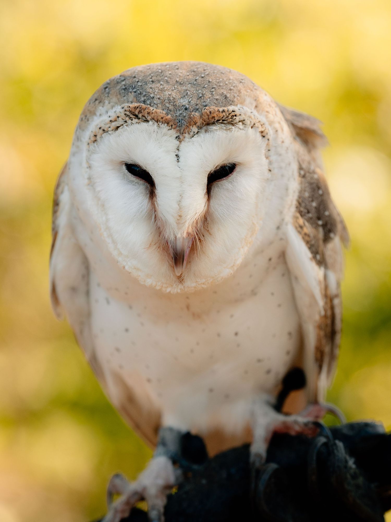 Series of close-up portraits of a barn owl's face against a golden background.