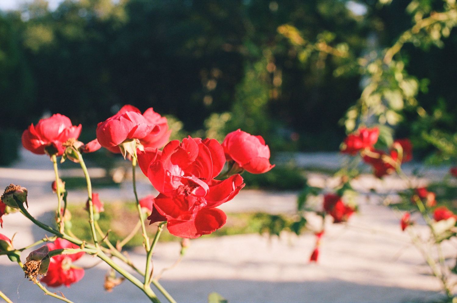 Vibrant red roses bloom against a blurred garden path background in soft natural lighting.