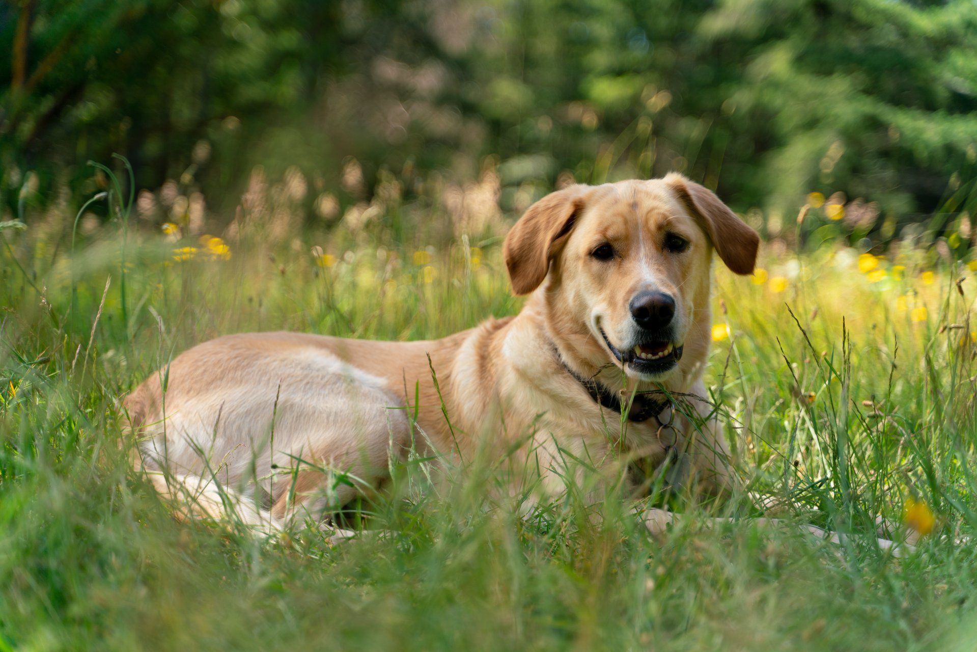 Seven golden retriever dogs relaxing together in tall green grass and wildflowers on a sunny day.