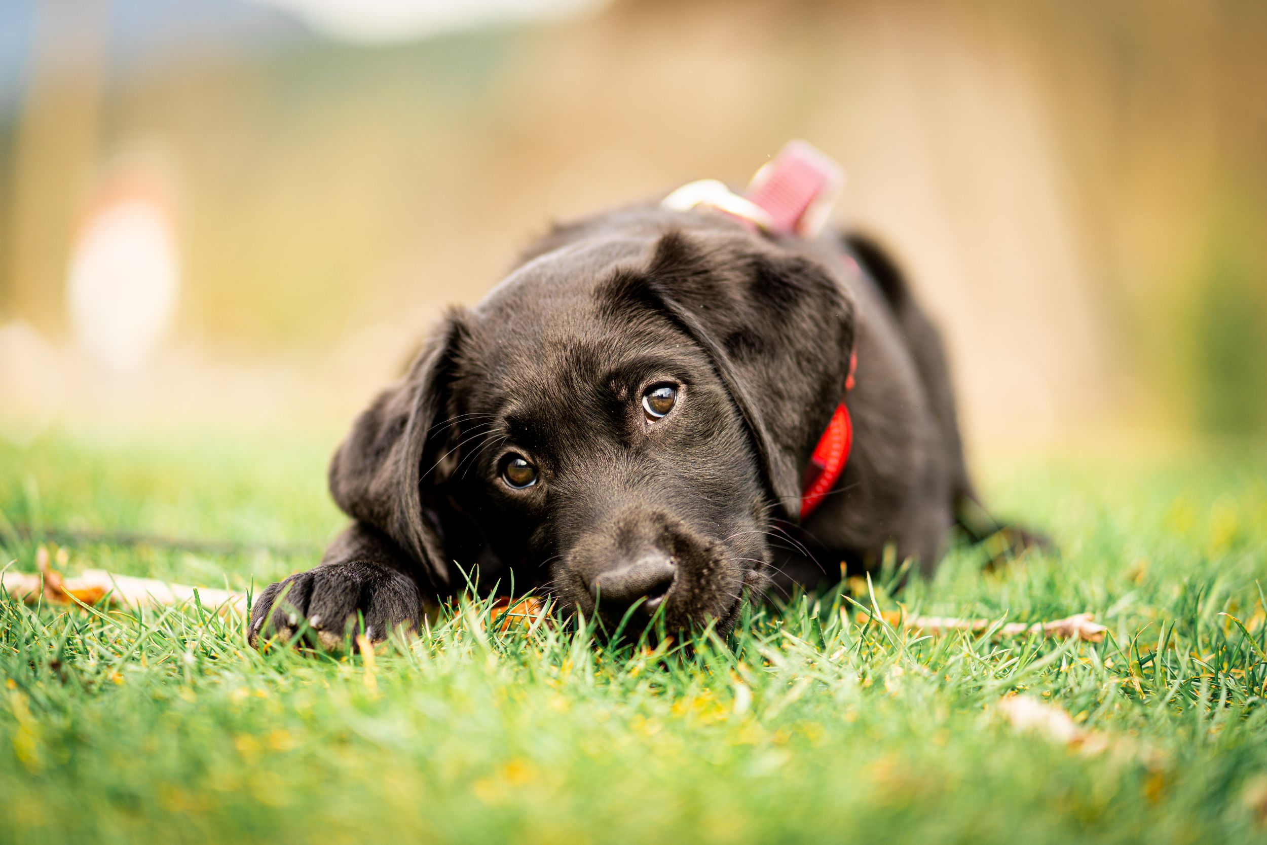 A close-up portrait of a sweet black Labrador puppy with a red collar lying in green grass.