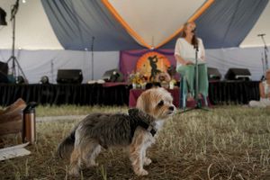 A small terrier dog stands on grass near a performance tent with musical equipment and stage setup.