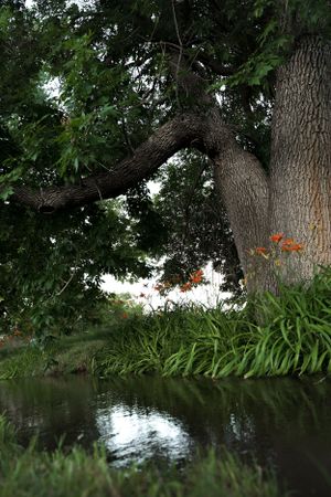 Curved tree branch hanging over a serene pond with orange flowers in the background.
