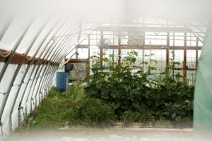 Interior view of greenhouse with growing plants and plastic sheeting.