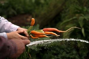Hands holding freshly harvested orange carrots with stems still attached.