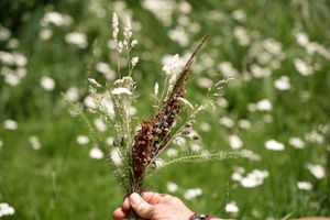 Hand holding dried wildflower stems against a blurred background of white flowers.